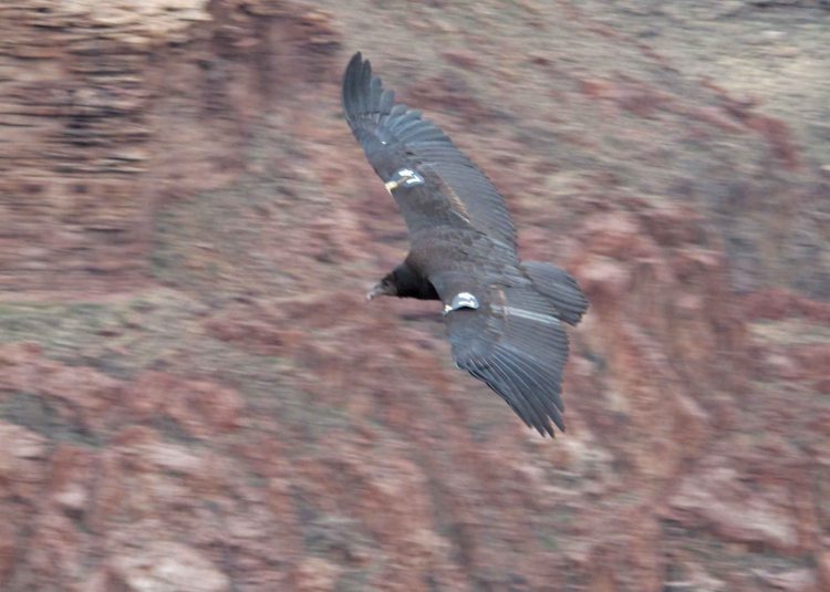 Condor at Plateau Point 