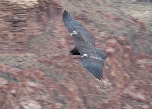Condor at Plateau Point 