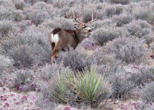 Mule Deer 