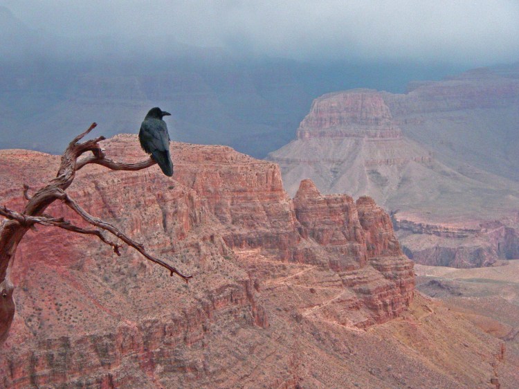 Raven Grand Canyon
