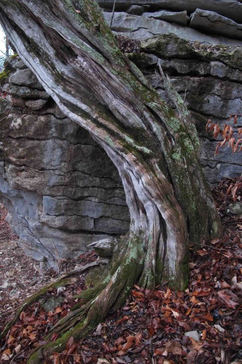 One of the visual gems so easily missed along the BRT 