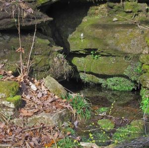 Small clear spring with watercress