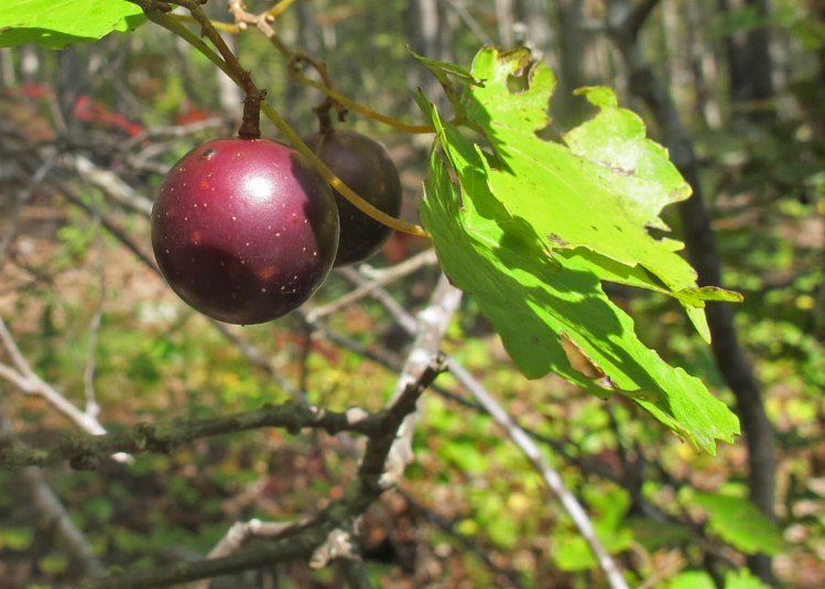 Muscadines ripe and ready to pick. 