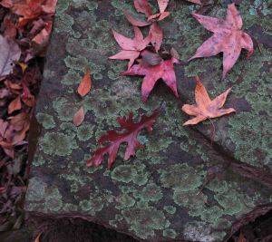 Fall leaves along the trail.