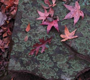 Fall leaves on rock 