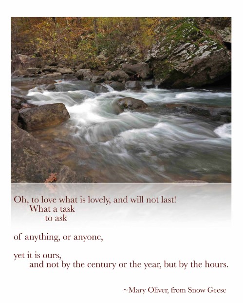 Quote Mary Oliver Snow Geese  copy