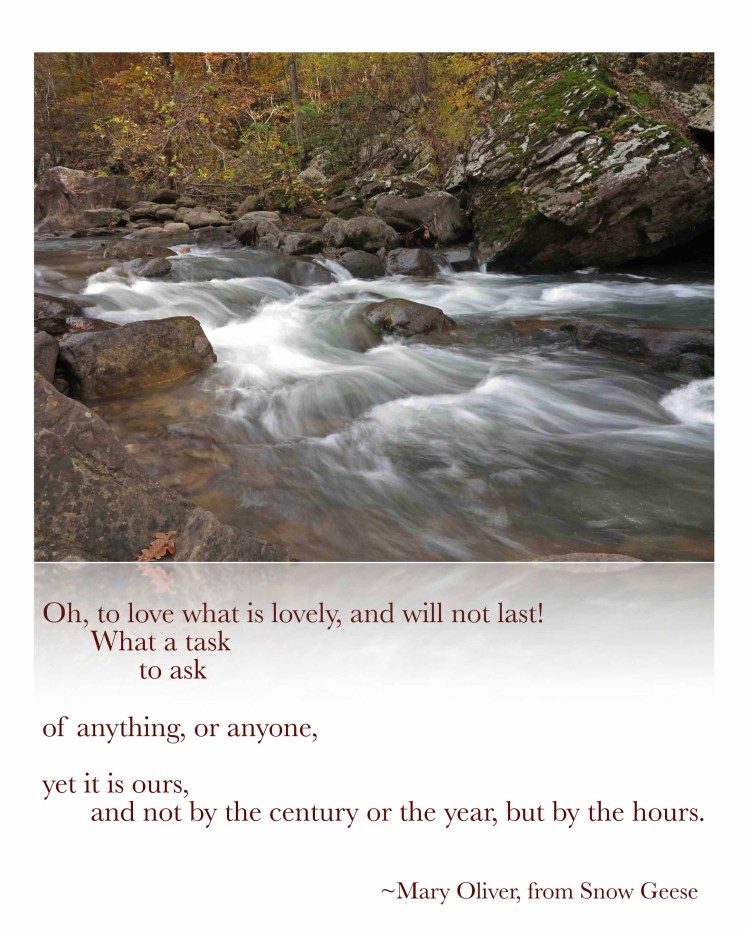 Quote Mary Oliver Snow Geese  copy