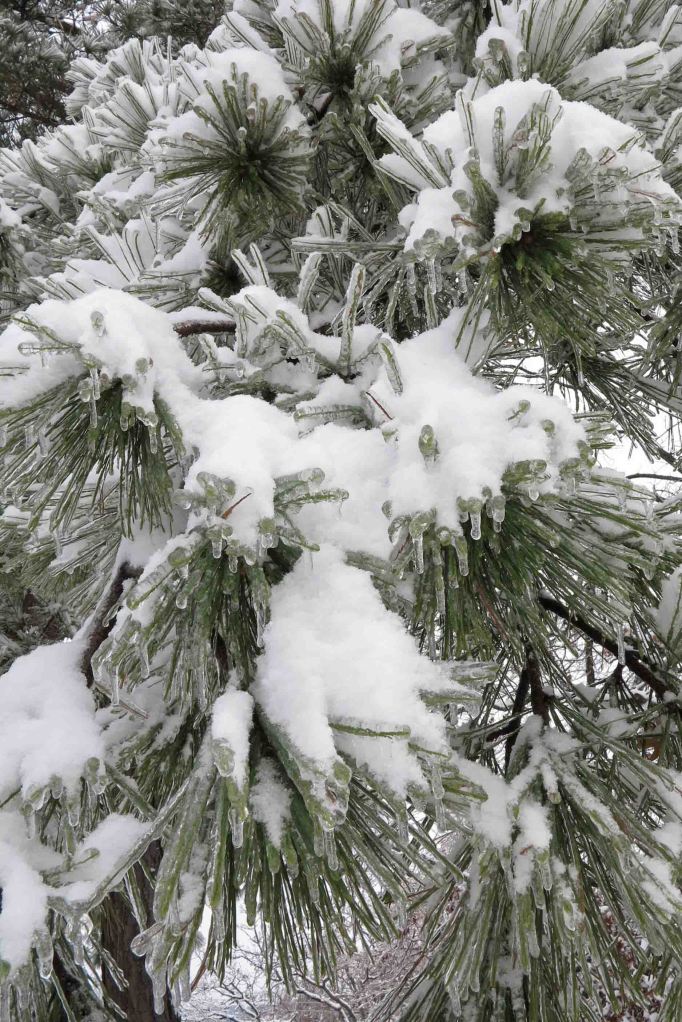 Ice, then snow on pines. 