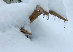 Remains of a deer that died along the trail. 