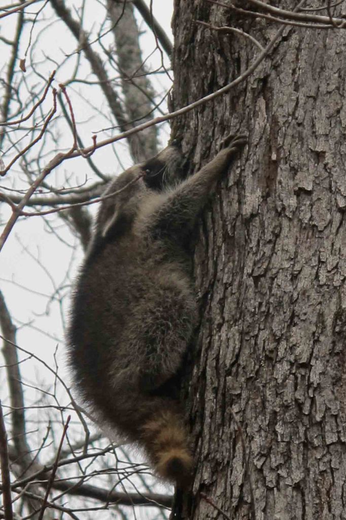 Raccoon next to the OHT.