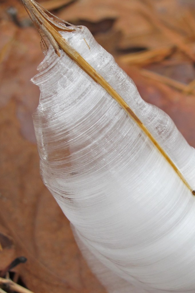 Frost flower 