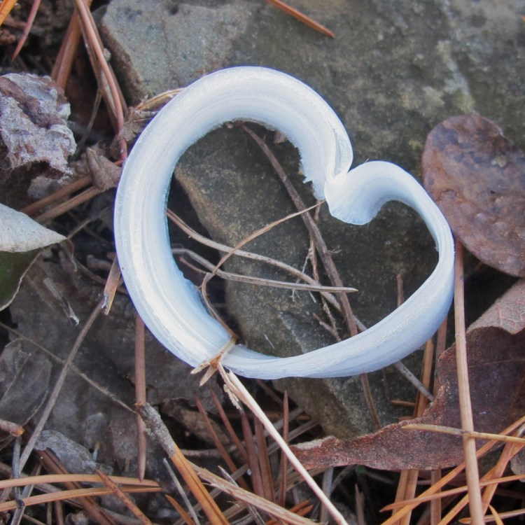 Frost flower next to the Ozark Highlands Trail in Arkansas, USA