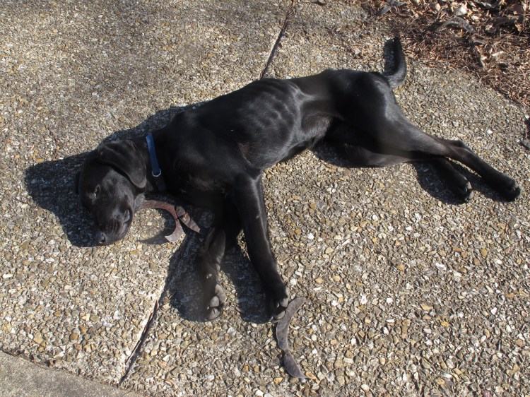 Hiker on January 20th after completing 40+ miles on the OHT with limited rations.