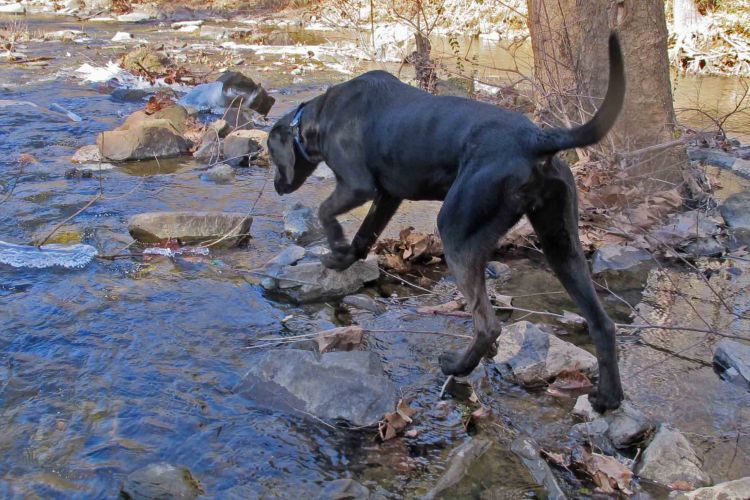 Hiker exploring Little Frog Bayou on the Lake Alma Trail.