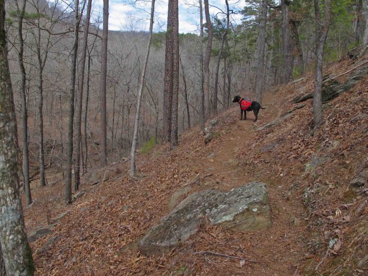 Hiker's March 24-25 trip on the Shores Lake, White Rock Mountain Loop, and Salt Fork Creek.