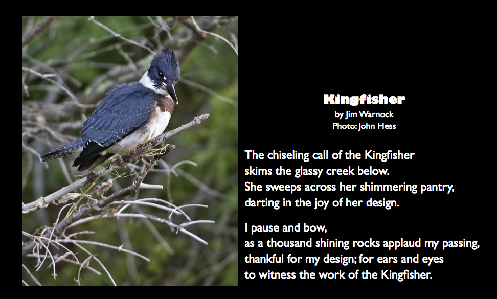 Kingfisher quote post 0717.002