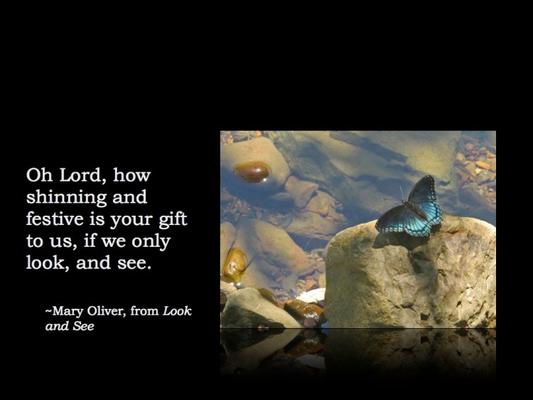 Quote Mary Oliver Look & See.001