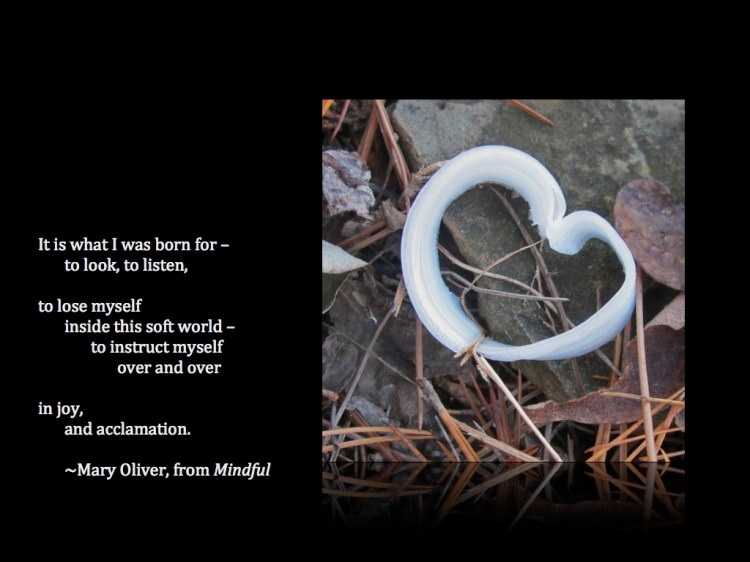Quote Mary Oliver Mindful .001