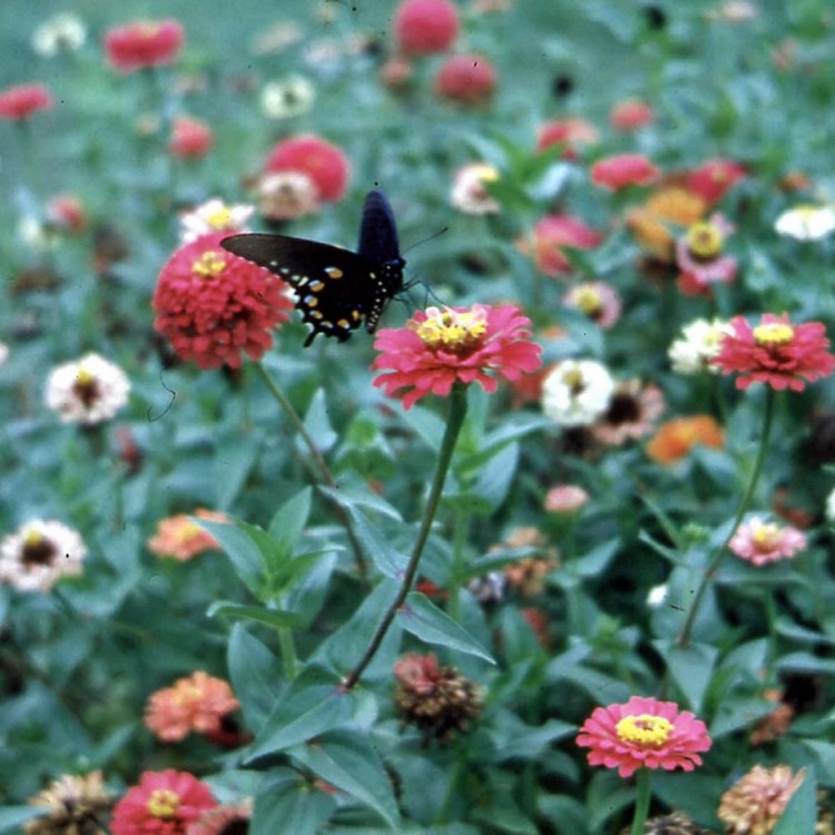 Photo taken by my father on his Zeiss Contessa on a visit to Hodges Gardens. 