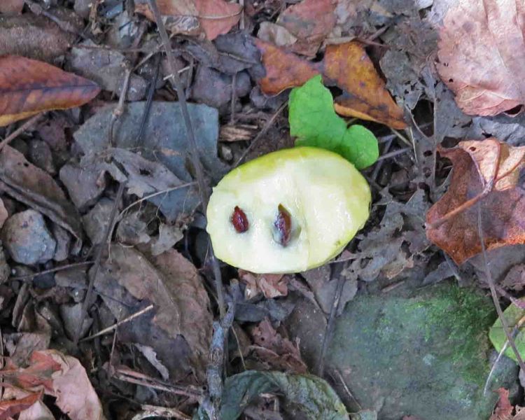 Pawpaw showing the meat and seeds of the fruit. 