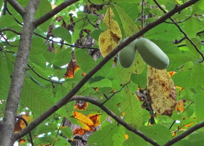 Pawpaw tree with fruit. 