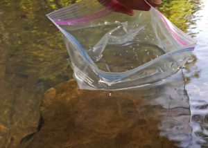 Collecting drinking water using a ziplock freezer bag. 