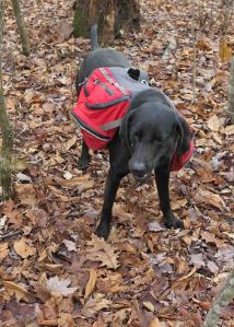 Hiker chewing a hickory nut.  