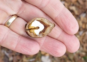 The hickory nut Hiker cracked for me. 