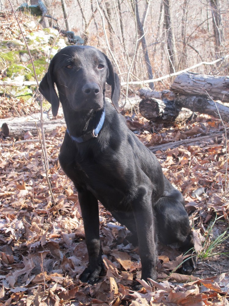 Here's Hiker-dog on January 20th of 2014 weighing about 42 pounds. 