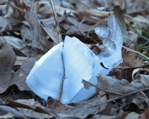 Frost flower next to the trail. 