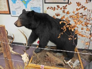 Display at the Elk Education Center