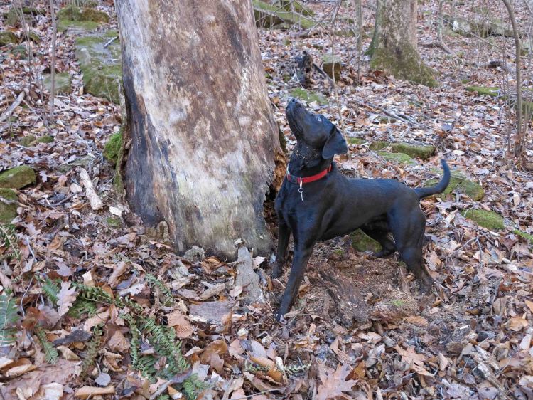 Hiker pausing from her digging into the trunk of this dead tree.