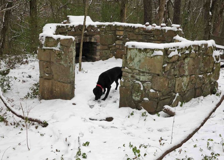 Hike-dog checking out the Hexagon House. 