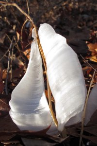 frost flower