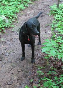 Hiker was glad to get on the trail after several rainy days. 