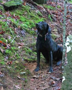 Hiker watching the trees for squirrels while waiting patiently. 