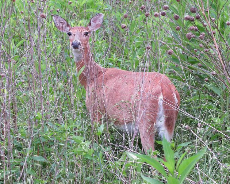 Springfield Conservation Nature Center 