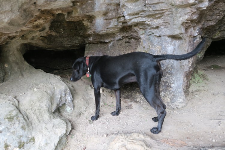 Hiker-dog enjoyed exploring small caves in the bluffs next to Alley Branch. 