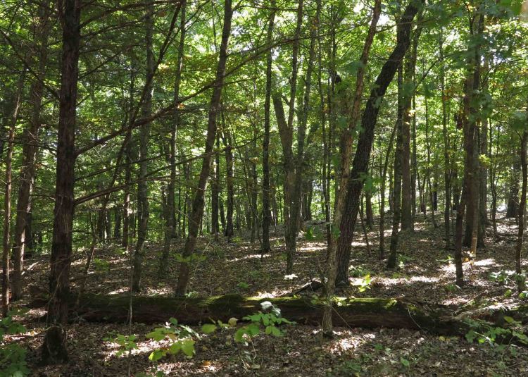 Hercules Glades wooded section