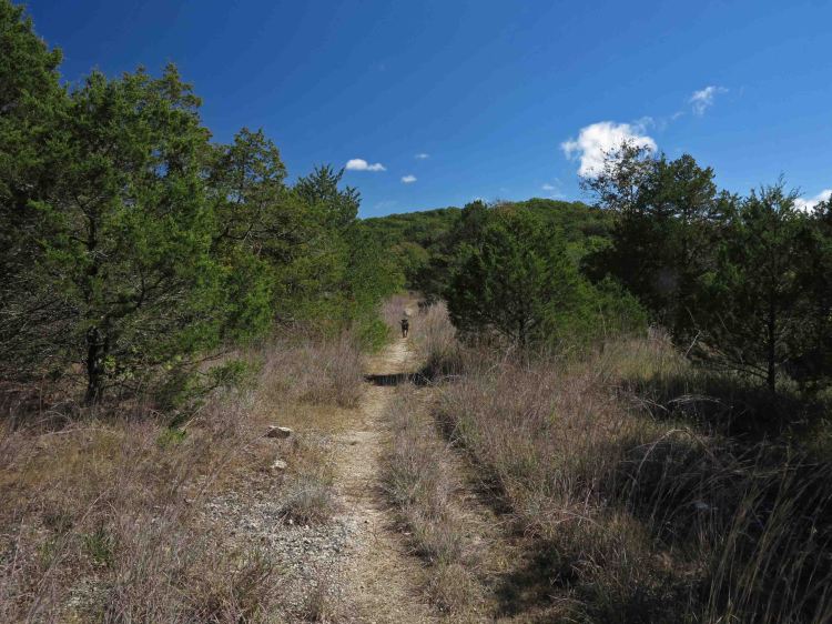 Hiker-dog on the trail