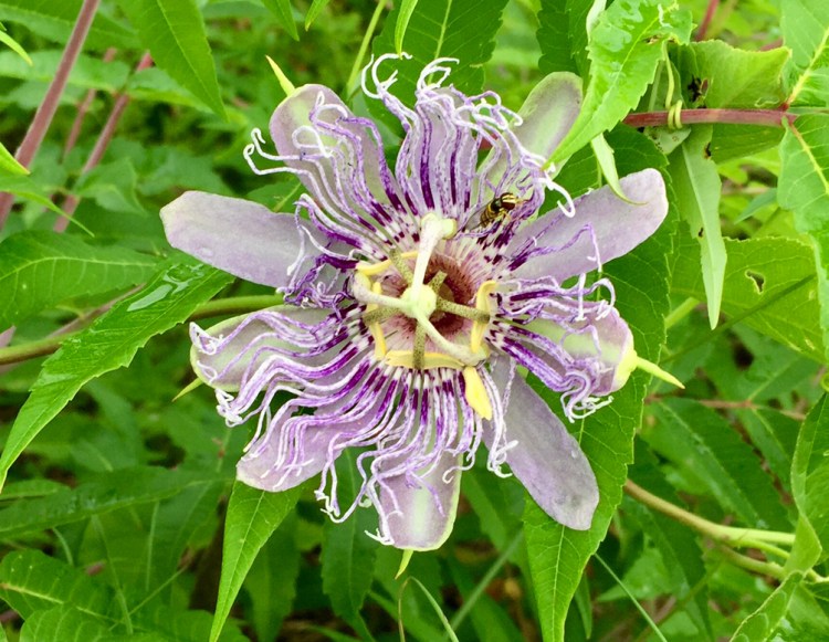 LAT 082617 passion flower