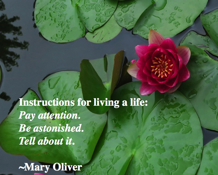 Oliver quote0519.001